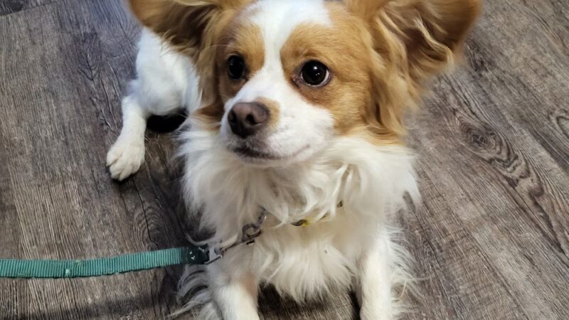 Frenzy Animal Rescue - New Palestine, IN