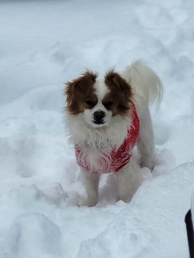 Frenzy Animal Rescue - New Palestine, IN