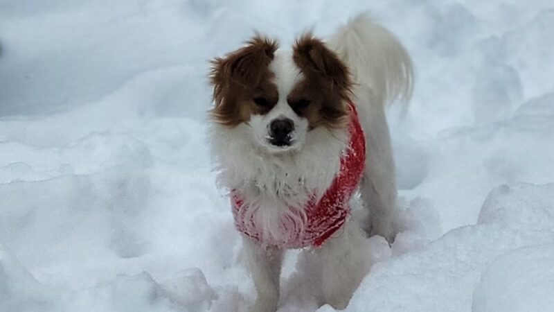 Frenzy Animal Rescue - New Palestine, IN