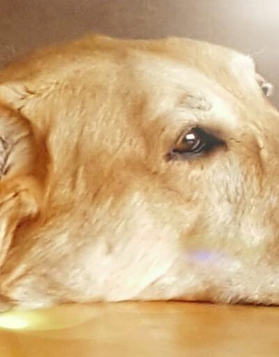 Frenzy Animal Rescue - New Palestine, IN