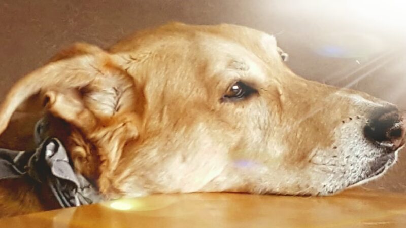 Frenzy Animal Rescue - New Palestine, IN