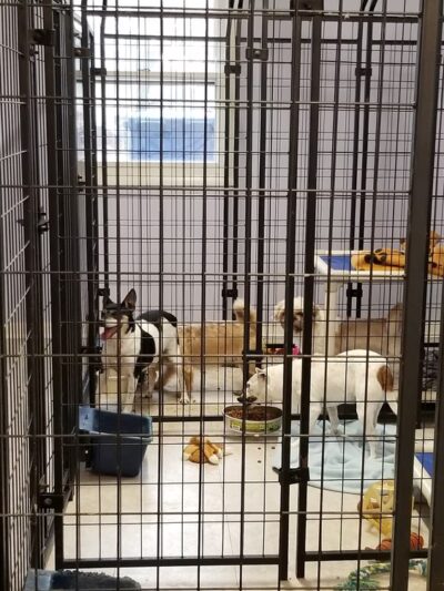 Frenzy Animal Rescue - New Palestine, IN