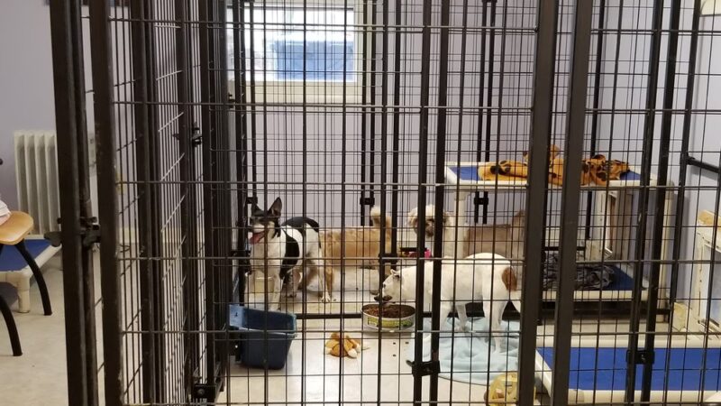 Frenzy Animal Rescue - New Palestine, IN