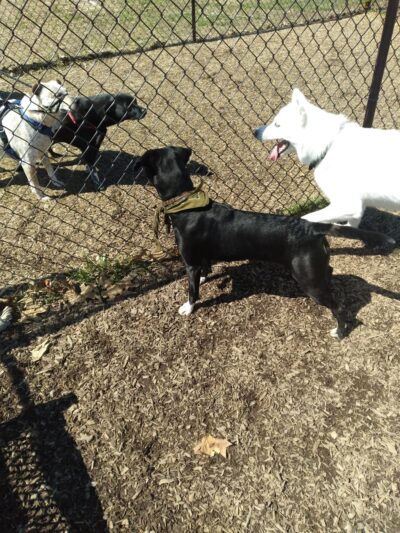 Sugar Creek Township Park - New Palestine, IN