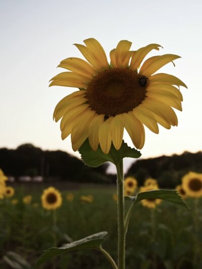 Sugar Creek Township Park - New Palestine, IN