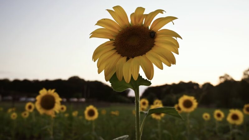 Sugar Creek Township Park - New Palestine, IN