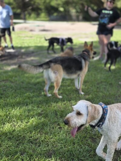 Meadows Dog Park - New Port Richey, FL