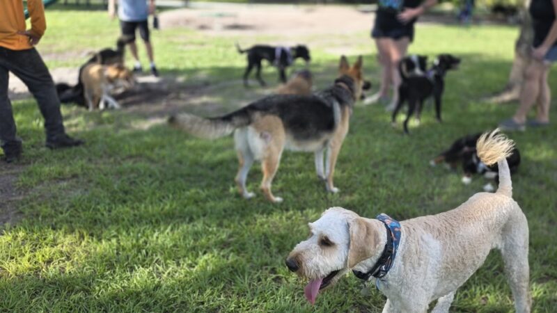 Meadows Dog Park - New Port Richey, FL