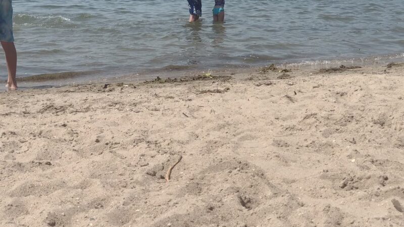 Beaver Lake Park - New Richland, MN