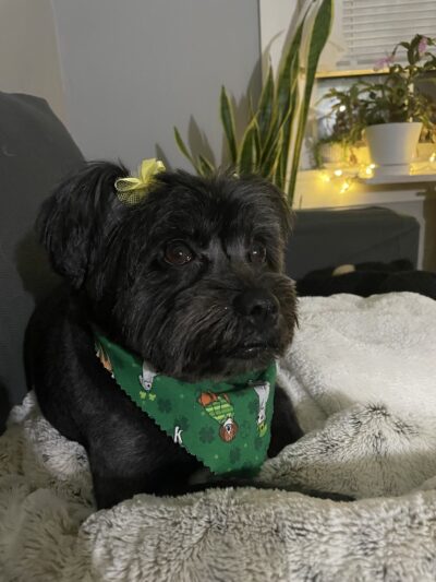 Dapper Dog - New Windsor, NY