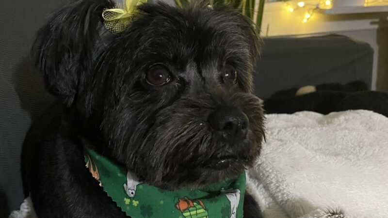 Dapper Dog - New Windsor, NY