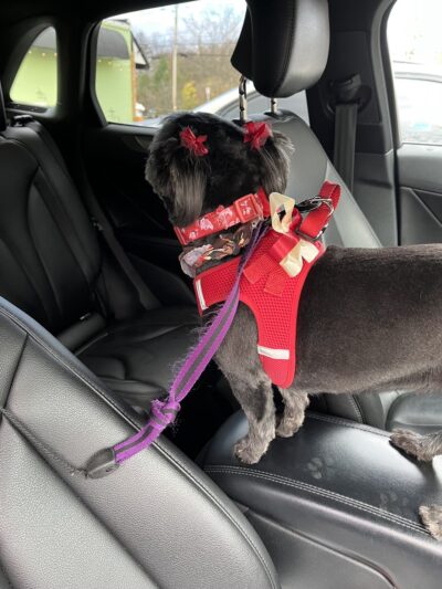 Dapper Dog - New Windsor, NY