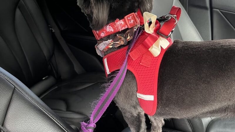 Dapper Dog - New Windsor, NY