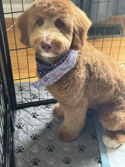 Dapper Dog - New Windsor, NY