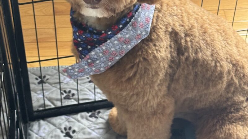 Dapper Dog - New Windsor, NY