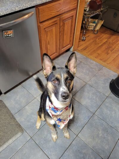 Dapper Dog - New Windsor, NY