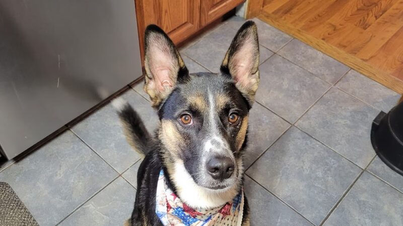 Dapper Dog - New Windsor, NY