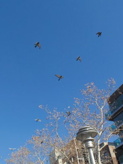 Allen Malls - New York, NY