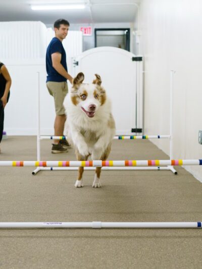 Andrea Arden Dog Training - New York, NY