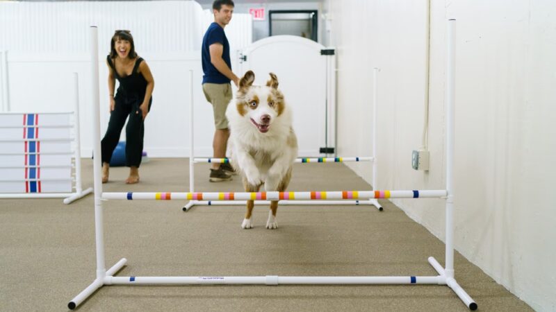 Andrea Arden Dog Training - New York, NY