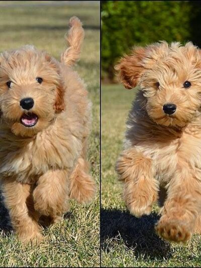 Andrea Arden Dog Training - New York, NY