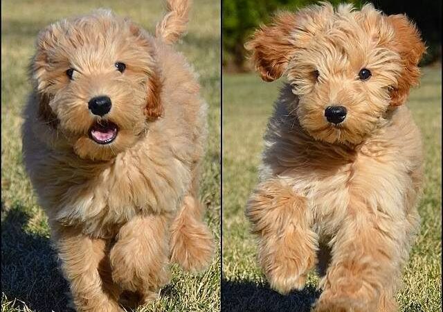 Andrea Arden Dog Training - New York, NY