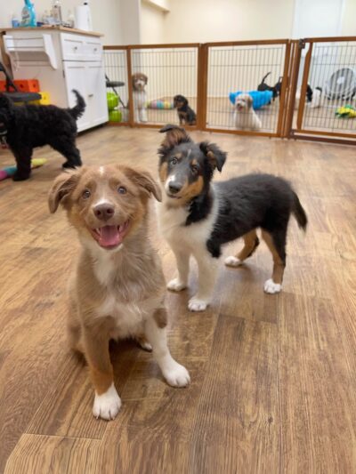 Andrea Arden Dog Training - New York, NY