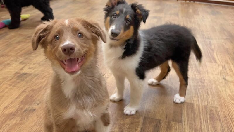 Andrea Arden Dog Training - New York, NY