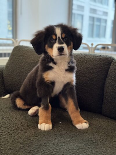 Andrea Arden Dog Training - New York, NY