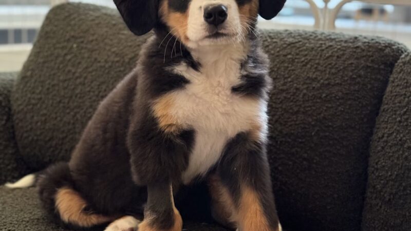 Andrea Arden Dog Training - New York, NY