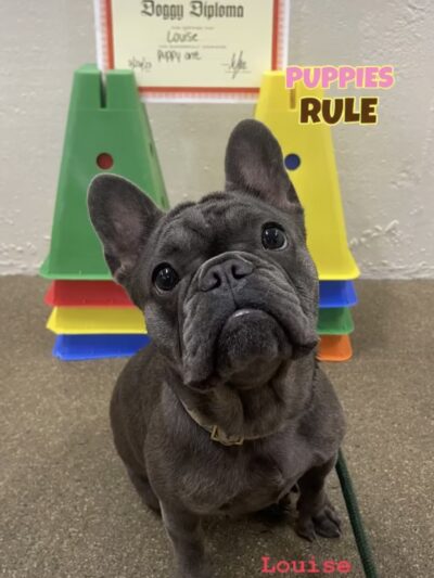 Andrea Arden Dog Training - New York, NY