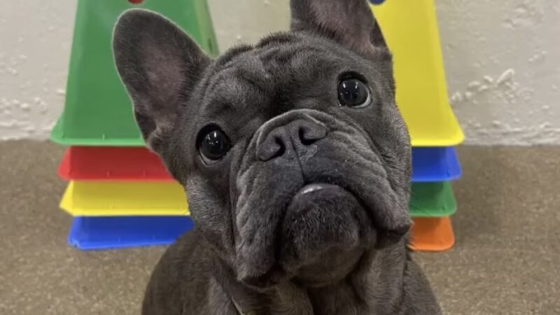 Andrea Arden Dog Training - New York, NY