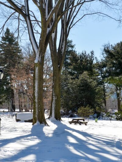 Arthur Ross Pinetum - New York, NY
