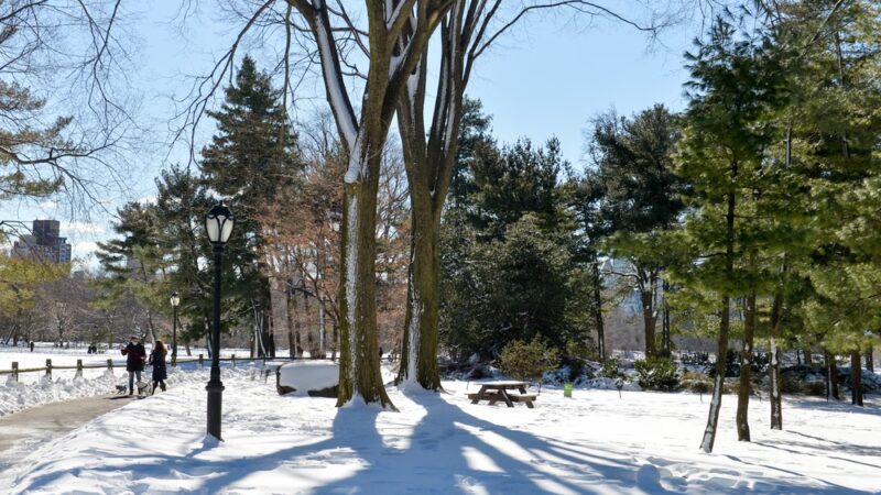 Arthur Ross Pinetum - New York, NY