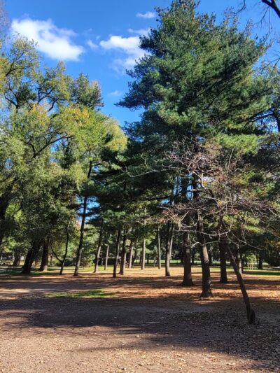 Arthur Ross Pinetum - New York, NY