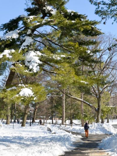Arthur Ross Pinetum - New York, NY