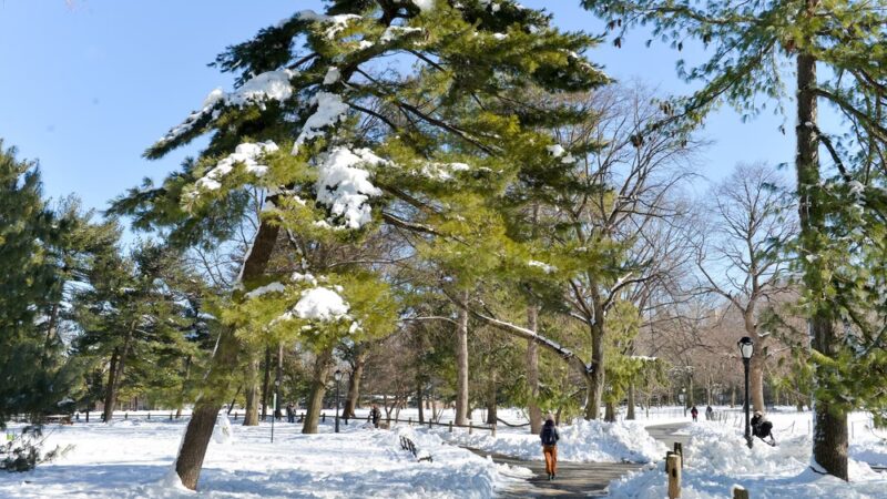 Arthur Ross Pinetum - New York, NY