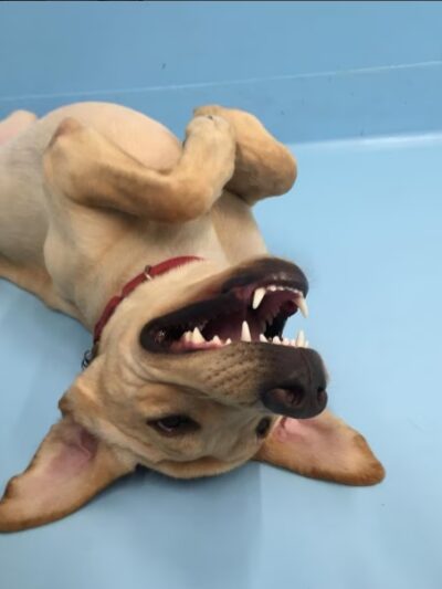 Biscuits & Bath - Midtown West - New York, NY