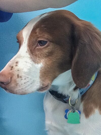 Biscuits & Bath - Park Ave - New York, NY