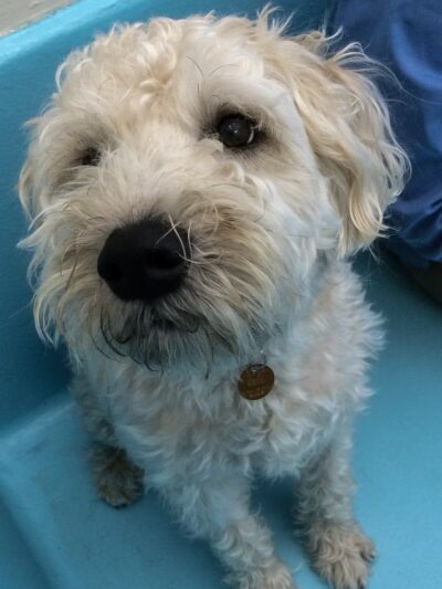 Biscuits & Bath - Park Ave - New York, NY