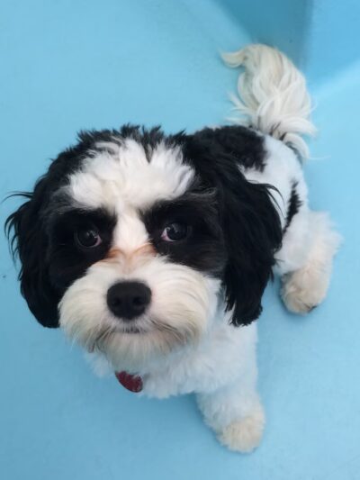 Biscuits & Bath - Park Ave - New York, NY