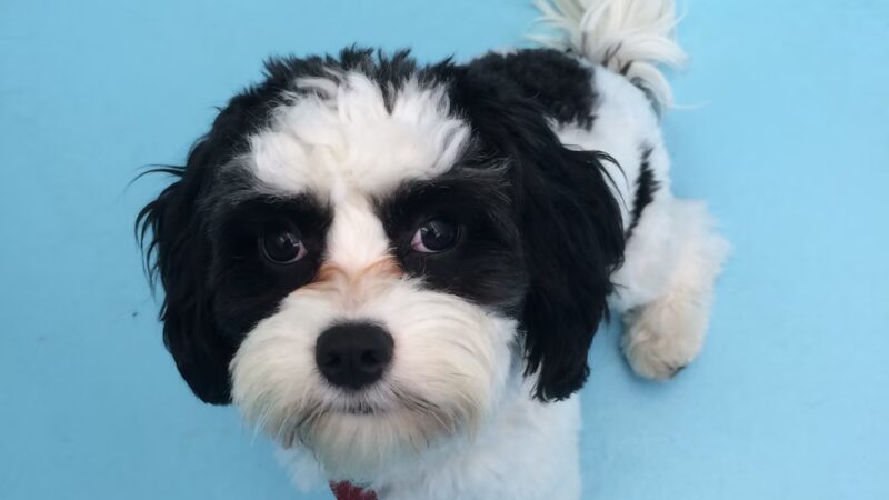 Biscuits & Bath - Park Ave - New York, NY