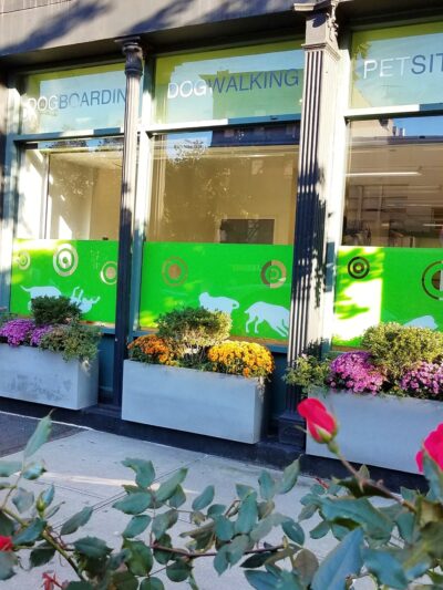 Coco and Toto - New York, NY