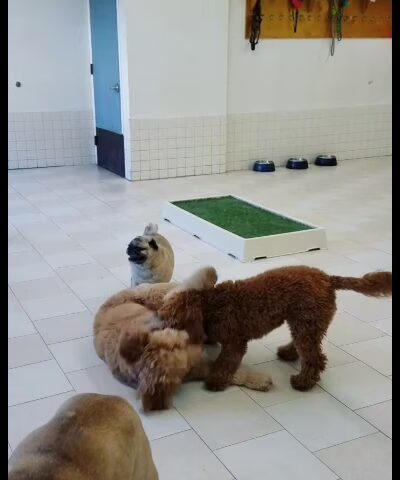 Coco and Toto - New York, NY