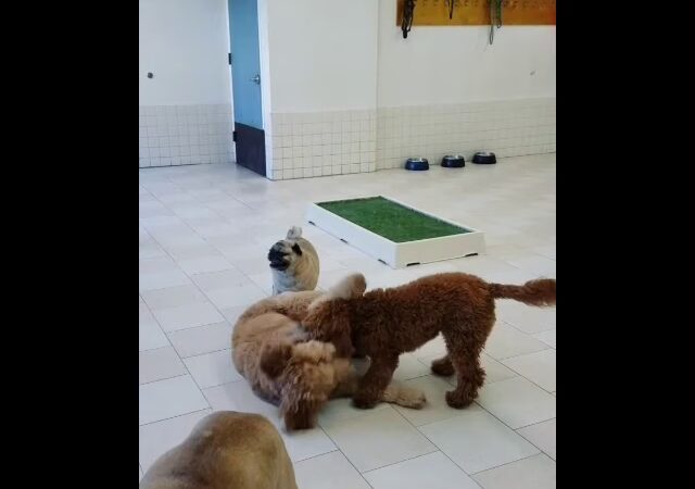 Coco and Toto - New York, NY