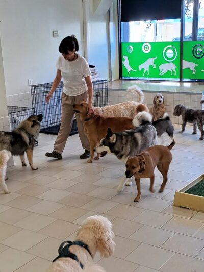 Coco and Toto - New York, NY