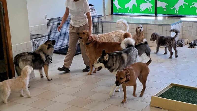 Coco and Toto - New York, NY