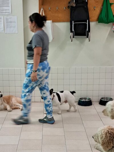 Coco and Toto - New York, NY