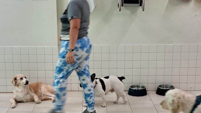 Coco and Toto - New York, NY