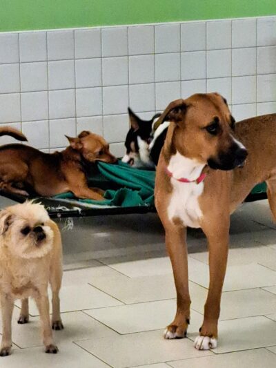 Coco and Toto - New York, NY